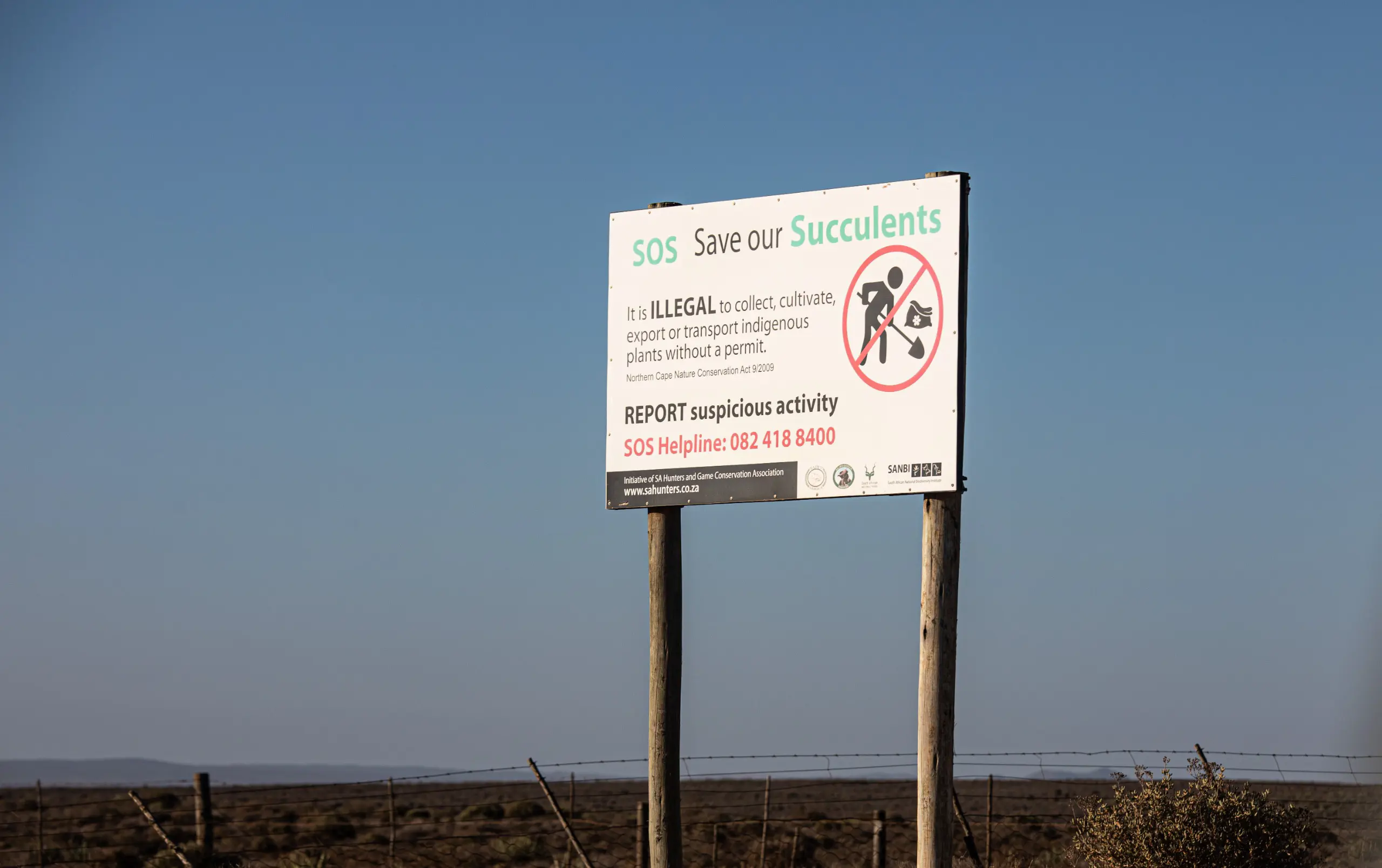 Indigenous plants on the Richtersveld are threatened thanks to succulent theft. Illegal mining also affects the lifespan of fauna in the region. Picture: Kayleen Morgan/Eyewitness News Indigenous plants on the Richtersveld are threatened thanks to succulent theft. Illegal mining also affects the lifespan of fauna in the region. Picture: Kayleen Morgan/Eyewitness News
