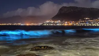 PICS: Cape Town beaches glow blue, leaving beachgoers in awe PICS: Cape Town beaches glow blue, leaving beachgoers in awe