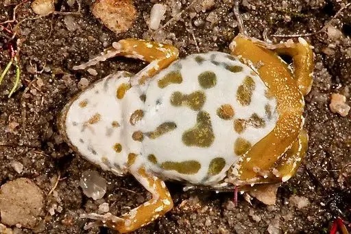 The underbelly of the Cederberg Dainty Frog. Picture: Tyrone Ping The underbelly of the Cederberg Dainty Frog. Picture: Tyrone Ping