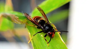 Father, son killed by swarm of ‘murder hornets’ Father, son killed by swarm of ‘murder hornets’