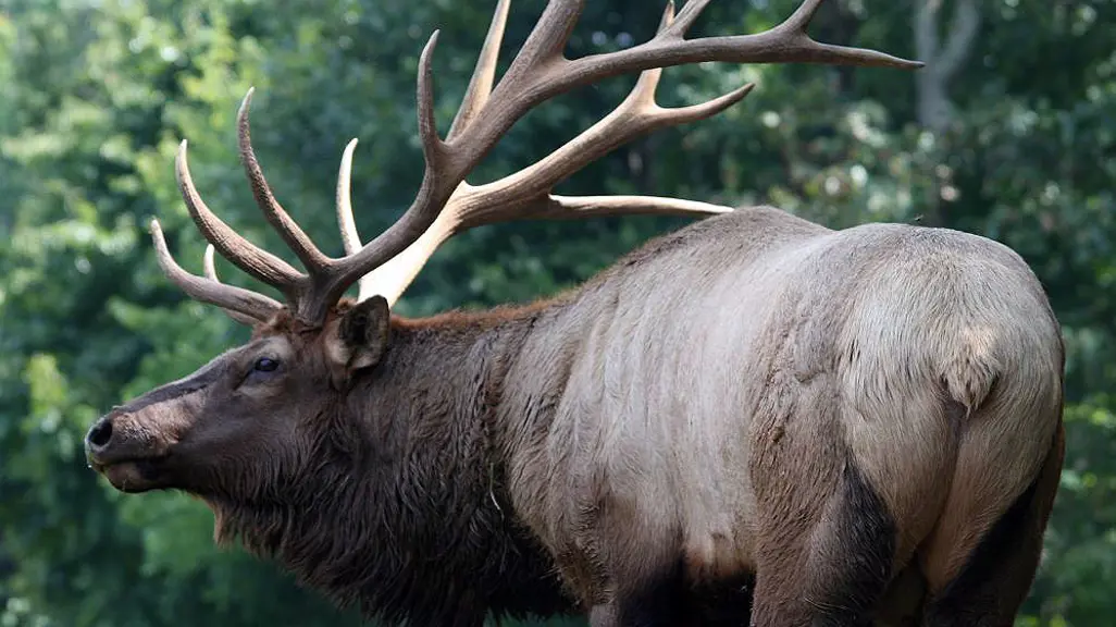 Viral Emil the Elk was captured and relocated after three-month ...