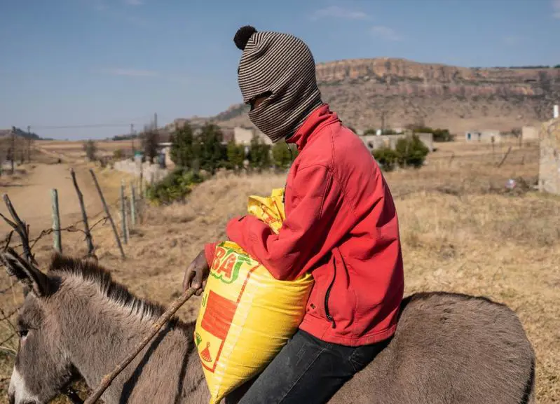 A donkey is the most common method of transport in the rural parts of Lesotho. Picture: Jacques Nelles/Eyewitness News A donkey is the most common method of transport in the rural parts of Lesotho. Picture: Jacques Nelles/Eyewitness News