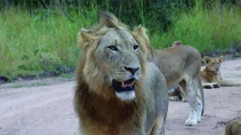 MTPA confirms second lion that escaped from KNP captured & euthanised MTPA confirms second lion that escaped from KNP captured & euthanised