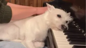 WATCH: Rescue dog loves music! His face when mom plays piano brings paw-sitivity to internet WATCH: Rescue dog loves music! His face when mom plays piano brings paw-sitivity to internet