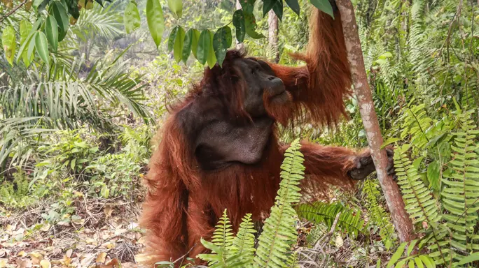 Dozens of orangutans saved from Indonesia blazes