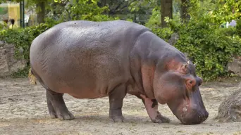 Hippos can fly? UK researchers think so Hippos can fly? UK researchers think so
