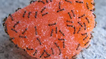 Ants 'out in full force' as warm weather brings early surge to Cape Town Ants 'out in full force' as warm weather brings early surge to Cape Town