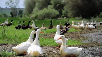 WC Agri Dept confirms detection of bird flu in province WC Agri Dept confirms detection of bird flu in province