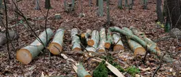 Tree branches to fleece jackets: Chemicals plant in Germany bets on biomass Tree branches to fleece jackets: Chemicals plant in Germany bets on biomass