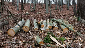 Tree branches to fleece jackets: Chemicals plant in Germany bets on biomass Tree branches to fleece jackets: Chemicals plant in Germany bets on biomass