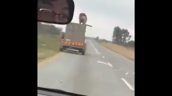 WATCH: Lion’s daring escape from moving vehicle goes viral WATCH: Lion’s daring escape from moving vehicle goes viral