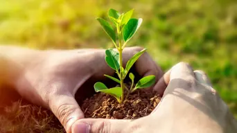 Love plants but don't have a green thumb? Consider these 'unkillable' plants for your home Love plants but don't have a green thumb? Consider these 'unkillable' plants for your home