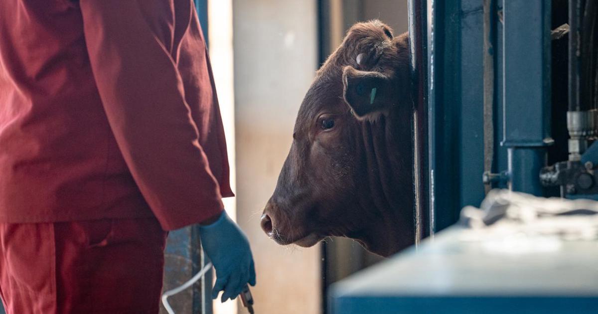 R72 million set aside to purchase foot and mouth disease vaccines for all cattle affected in SA - Steenhuisen