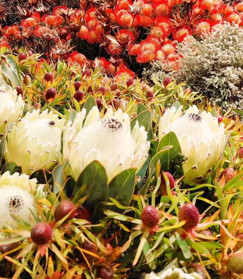 Exposition Proteas à Chelsea à Stanford, 2026. Facebook/Stanford in Bloom Exposition Proteas à Chelsea à Stanford, 2026. Facebook/Stanford in Bloom