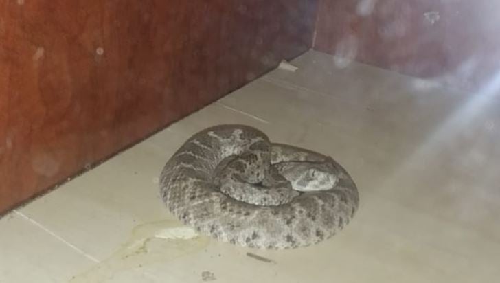Man takes own life using snakes at house 'worse than horror movie' - Vimarsana News