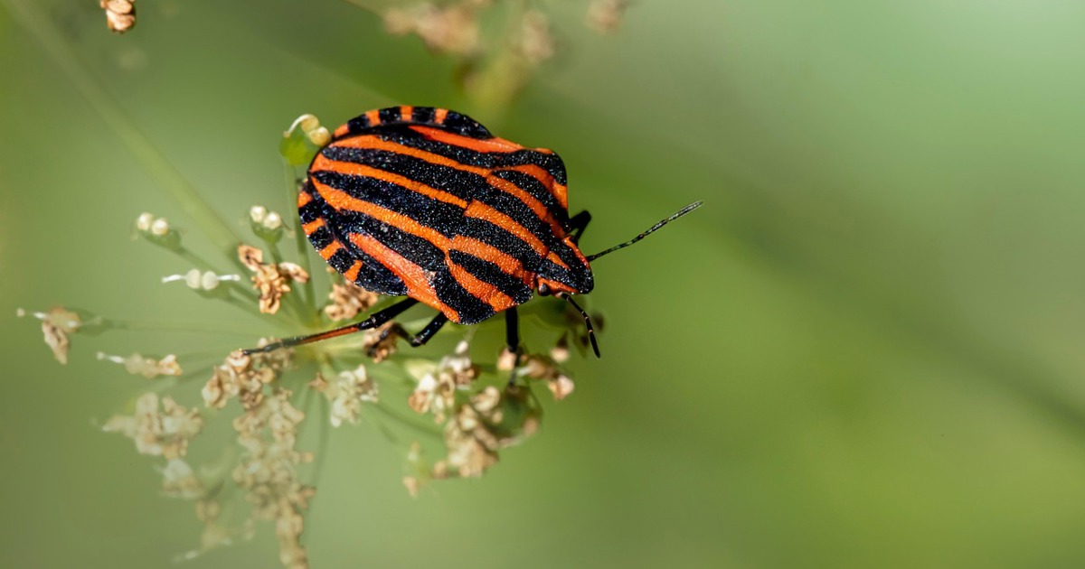 When plants ‘talk,’ insects listen says new research