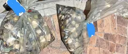 Cape Town police seize abalone worth R100,000 near Macassar Cape Town police seize abalone worth R100,000 near Macassar