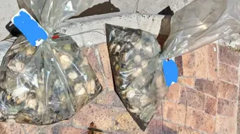 Cape Town police seize abalone worth R100,000 near Macassar Cape Town police seize abalone worth R100,000 near Macassar
