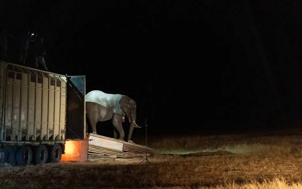 One of 16 elephants released into Babanango Game Reserve, in a bid to reintroduce the mega herbivores to the region. Picture: Kirsty Baker/Love Africa Marketing/Supplied One of 16 elephants released into Babanango Game Reserve, in a bid to reintroduce the mega herbivores to the region. Picture: Kirsty Baker/Love Africa Marketing/Supplied