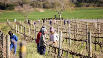 South African farmers on the frontline of US tariff hikes South African farmers on the frontline of US tariff hikes