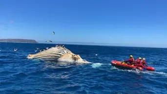 Marine experts warn irresponsible fishing increasing risk of whale entanglements Marine experts warn irresponsible fishing increasing risk of whale entanglements