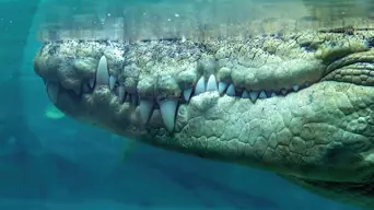 Viral 'crocodile' that terrorised Italian town turns out to be an inflatable Viral 'crocodile' that terrorised Italian town turns out to be an inflatable