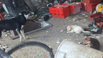 Animal hoarding: Cape SPCA removes 16 dogs from unsanitary property Animal hoarding: Cape SPCA removes 16 dogs from unsanitary property