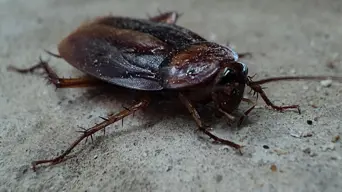 One dead, several injured after woman uses aerosol and lighter to kill cockroach One dead, several injured after woman uses aerosol and lighter to kill cockroach