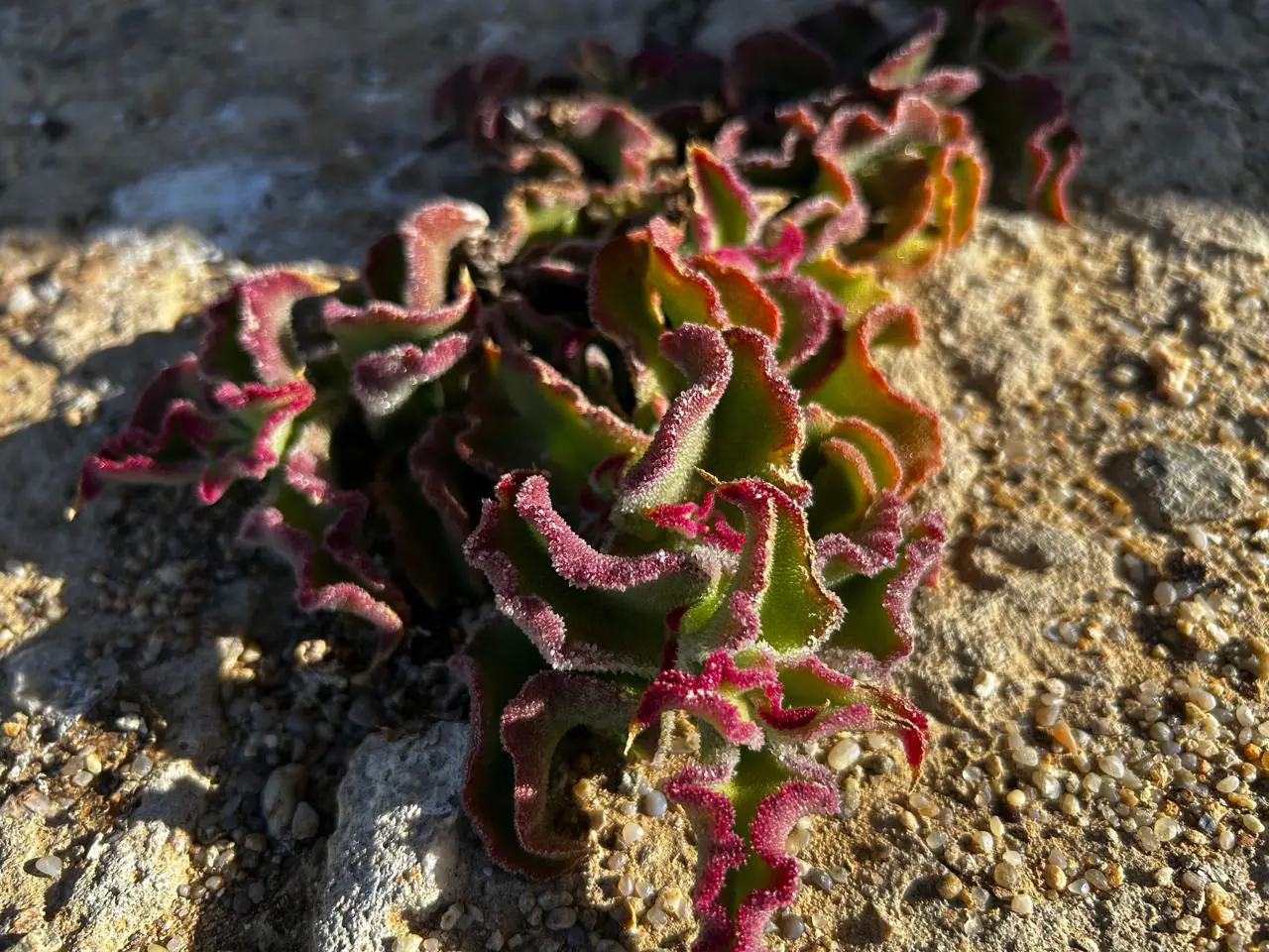 Indigenous plants on the Richtersveld are threatened thanks to succulent theft. Illegal mining also affects the lifespan of fauna in the region. Picture: Kayleen Morgan/Eyewitness News Indigenous plants on the Richtersveld are threatened thanks to succulent theft. Illegal mining also affects the lifespan of fauna in the region. Picture: Kayleen Morgan/Eyewitness News