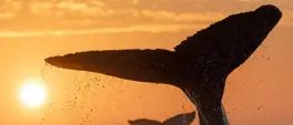 World record: Humpback whale sighting World record: Humpback whale sighting