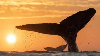 World record: Humpback whale sighting World record: Humpback whale sighting