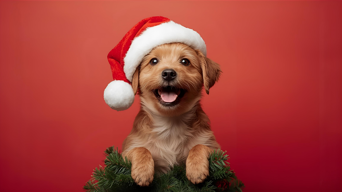 WATCH: Animal shelter staff bring festive cheer to over 300 pets in Khayelitsha WATCH: Animal shelter staff bring festive cheer to over 300 pets in Khayelitsha