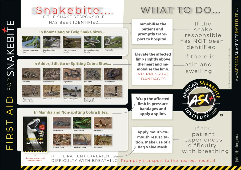 A first aid guide for snakebite. Infograph: African Snakebite Institute A first aid guide for snakebite. Infograph: African Snakebite Institute