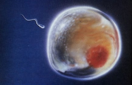 https://media-cache.primedia-service.com/media/mocnxr4i/ivf-fertilised-human-egg-embryo-south-africa-ownership-dispute.jpg