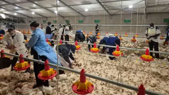 Why is Public Investment Corp giving troubled state-owned chicken producer another bailout? Why is Public Investment Corp giving troubled state-owned chicken producer another bailout?