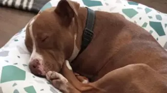 WATCH: Heartwarming homecoming for dog rescued from a life of breeding WATCH: Heartwarming homecoming for dog rescued from a life of breeding