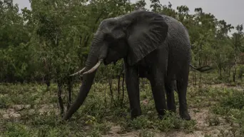 Zimbabwe to cull 200 elephants amid food shortages Zimbabwe to cull 200 elephants amid food shortages