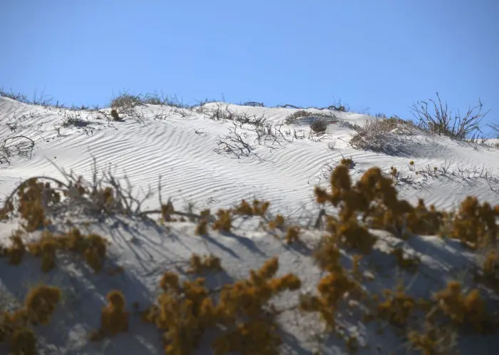The dunes of Port Nolloth, which De Winton's golden mole calls home, during an expedition in June 2021. Picture: Supplied/Nicky Souness The dunes of Port Nolloth, which De Winton's golden mole calls home, during an expedition in June 2021. Picture: Supplied/Nicky Souness