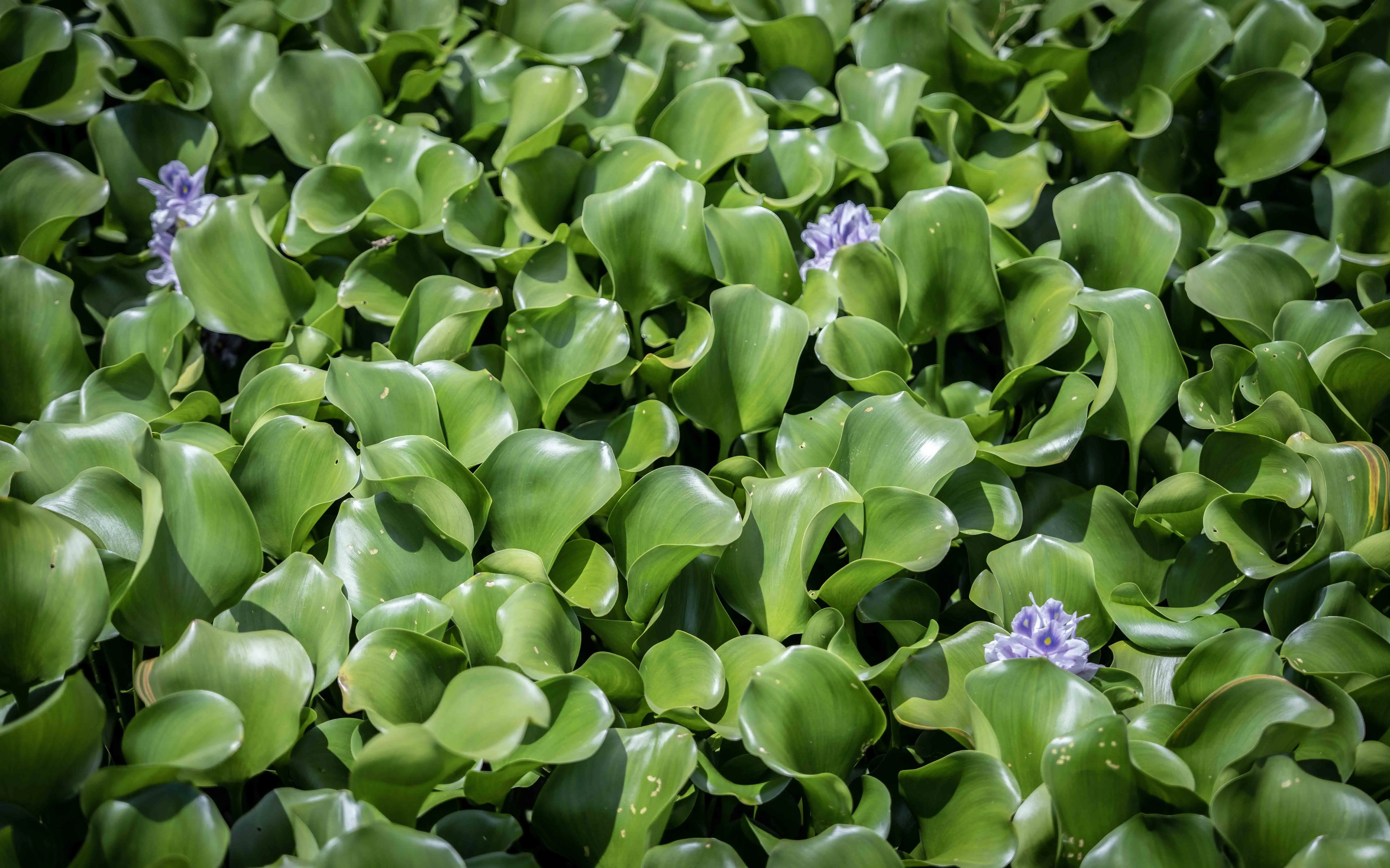 A close up of water hyacinths blooming on Hartbeespoort Dam on 31 January 2023. Picture: Abigail Javier/Eyewitness News A close up of water hyacinths blooming on Hartbeespoort Dam on 31 January 2023. Picture: Abigail Javier/Eyewitness News