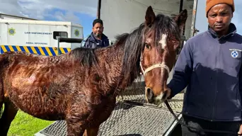 Brave decision by Mamre boy saves abused horse 'Forest' Brave decision by Mamre boy saves abused horse 'Forest'