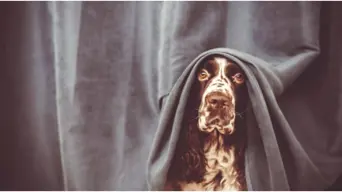 New Year’s fireworks cause lasting trauma for pets - SPCA New Year’s fireworks cause lasting trauma for pets - SPCA