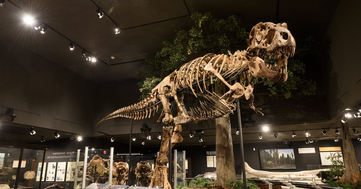 Sale of ‘Gus’ the T. rex fossil would be a loss for researchers, the public - scientist