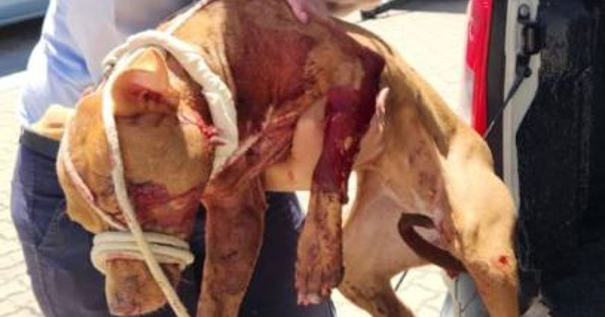 PICS: Police shot 3 family pets in as many weeks, claims Animal Welfare Society