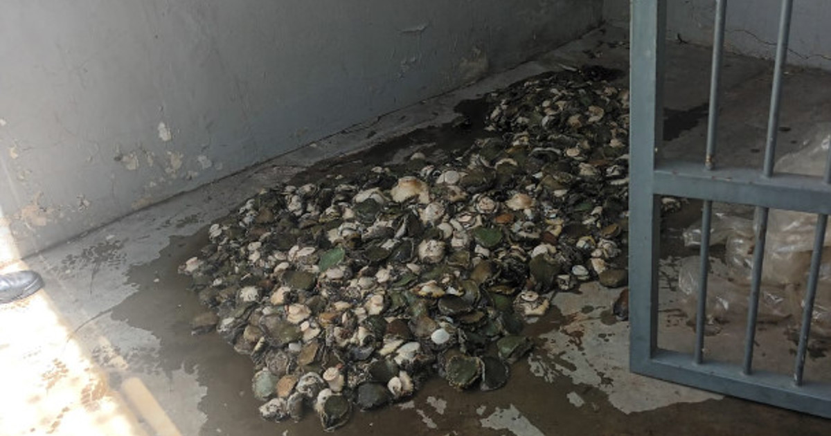 4 suspects to appear in court for being found in possession of abalone ...