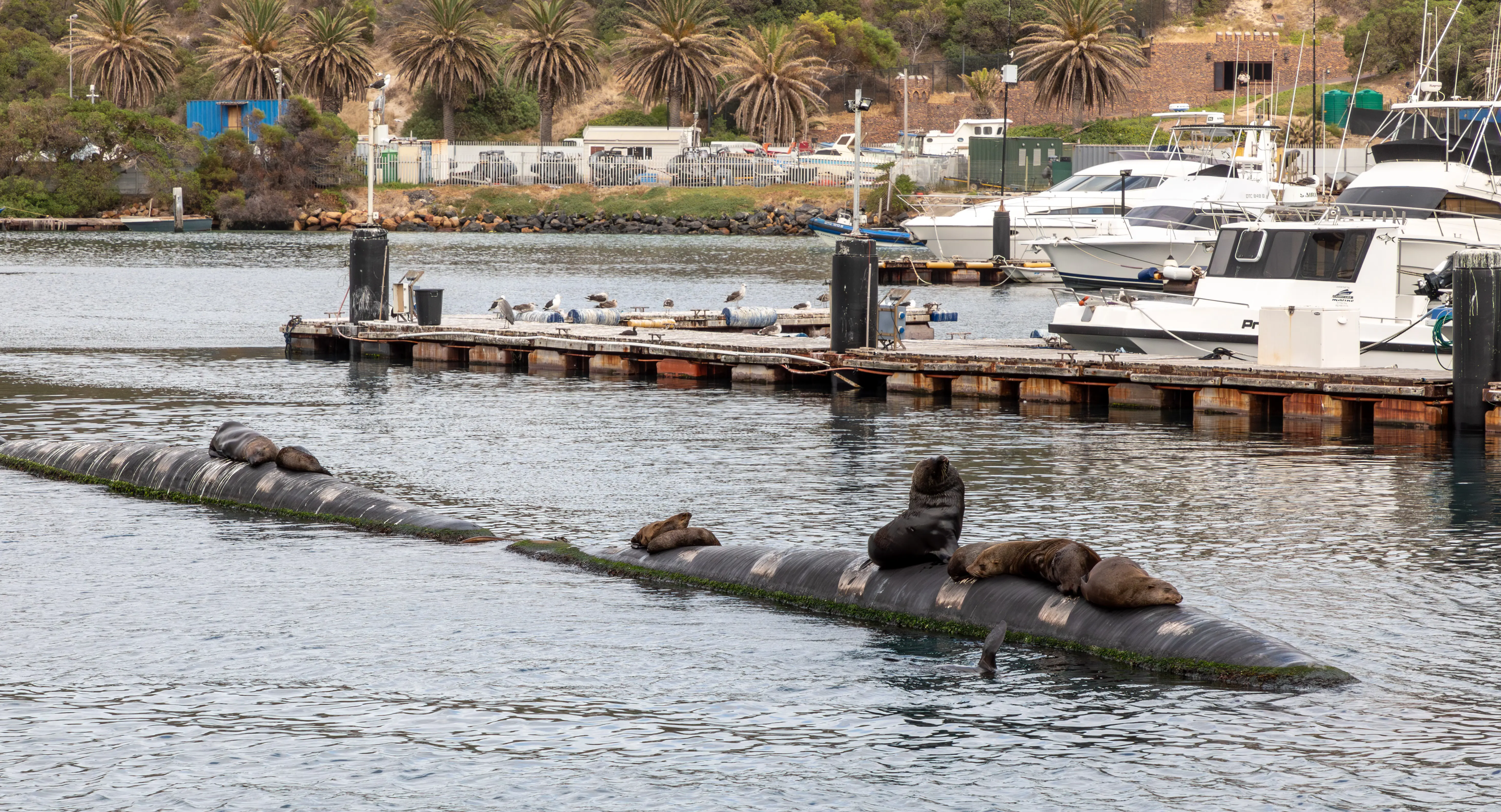 Seals at Hout Bay Harbour in Cape Town. Wikimedia Commons/Dietmar Rabich Seals at Hout Bay Harbour in Cape Town. Wikimedia Commons/Dietmar Rabich