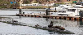 NSRI issues rabies advisory for seals in Hout Bay NSRI issues rabies advisory for seals in Hout Bay