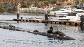 NSRI issues rabies advisory for seals in Hout Bay NSRI issues rabies advisory for seals in Hout Bay
