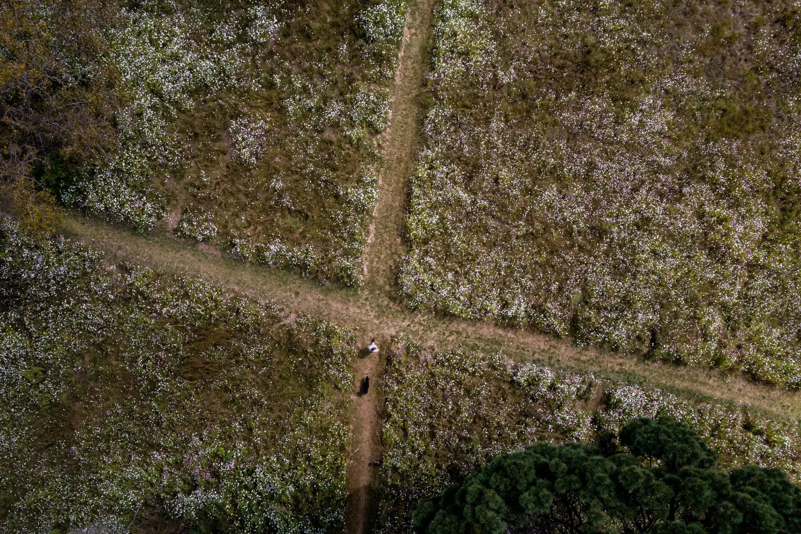 The annual bloom of the Cosmos at Delta Park is overshadowed by recurring sewage leaks. Picture: OurCityNews The annual bloom of the Cosmos at Delta Park is overshadowed by recurring sewage leaks. Picture: OurCityNews