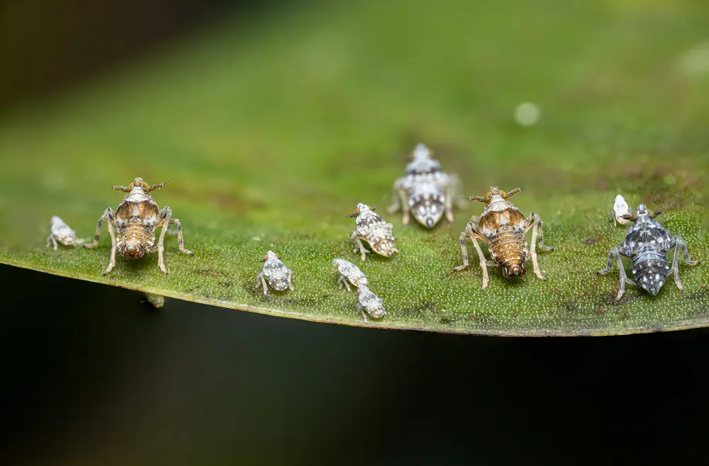 Megamelus scutellaris adults and nymphs on a water hyacinth leaf. Picture: Rhodes University Centre for Biological Control Megamelus scutellaris adults and nymphs on a water hyacinth leaf. Picture: Rhodes University Centre for Biological Control