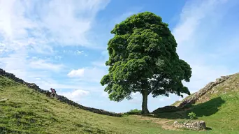 Two men sentenced to 4 years in prison for destroying landmark Sycamore Gap tree Two men sentenced to 4 years in prison for destroying landmark Sycamore Gap tree